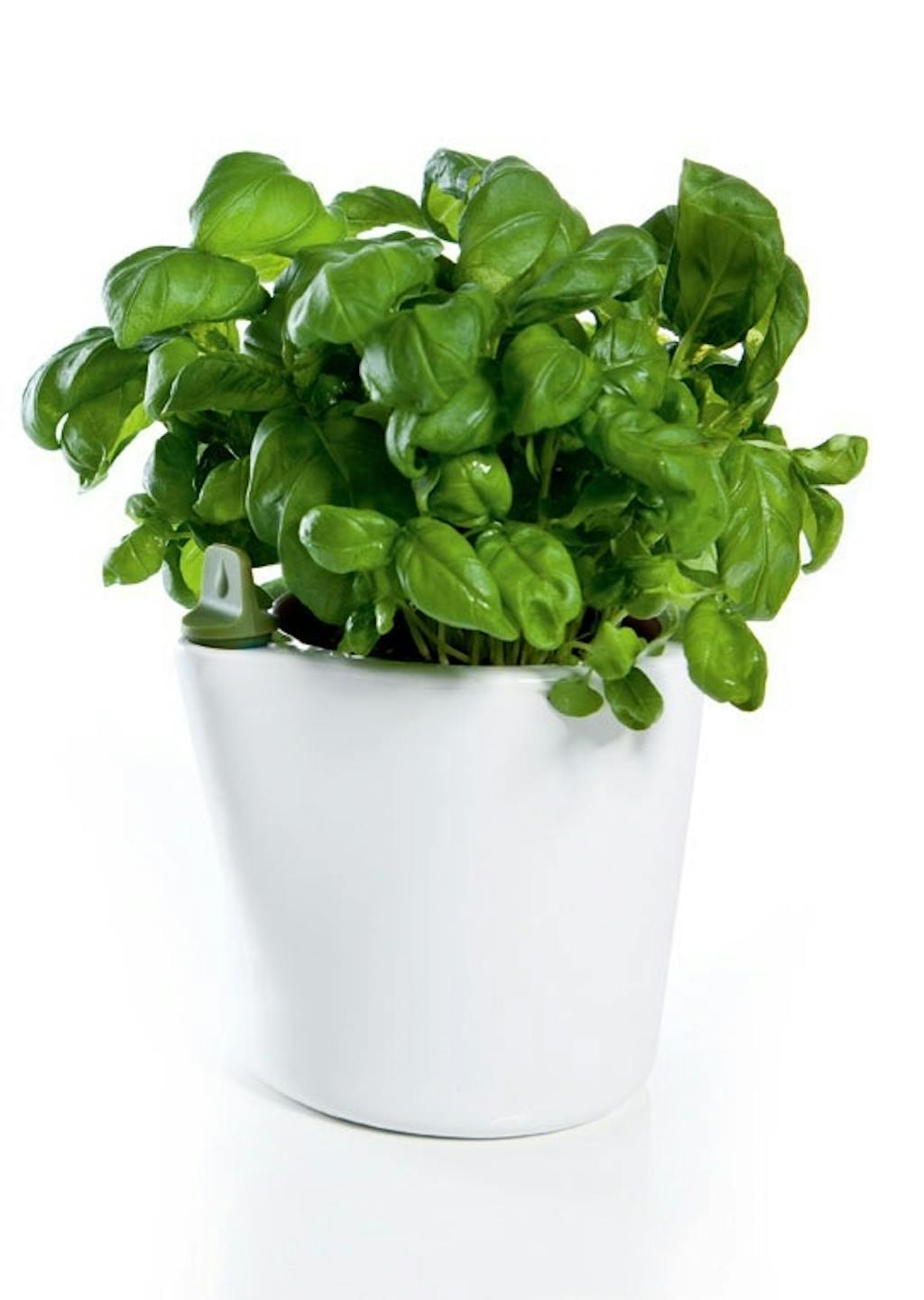 Krydderurteskjuler, Herb20