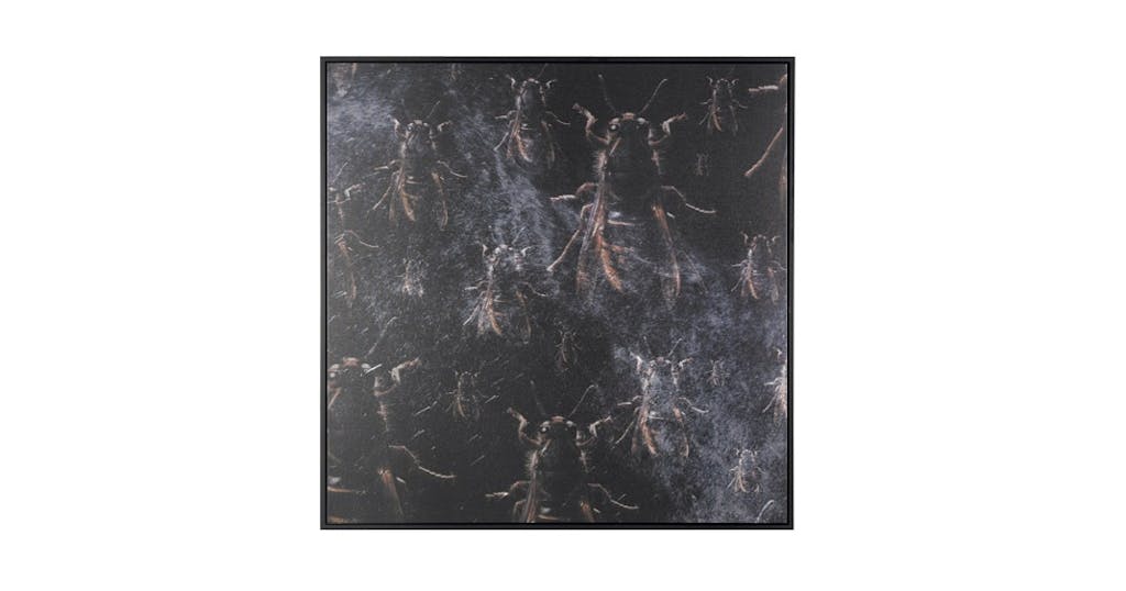 Kanvas, Beetles and Water Kanvas, Beetles and Water