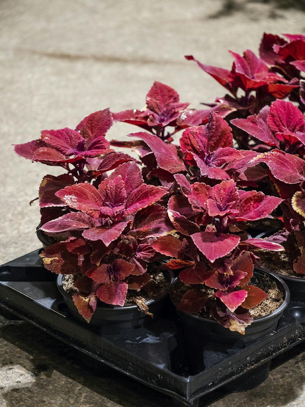 Coleus