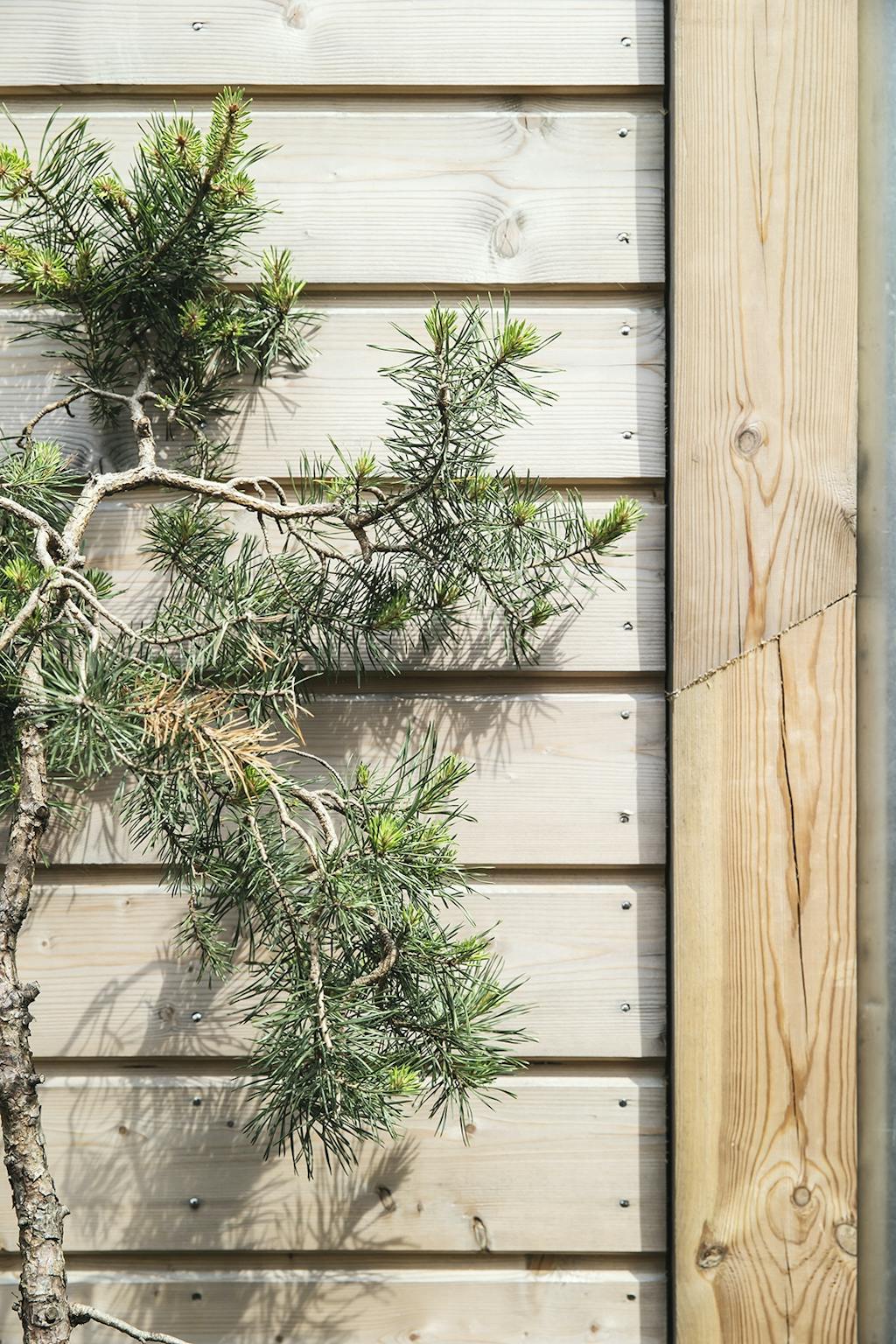 Træ gran naverhuset Træ gran naverhuset