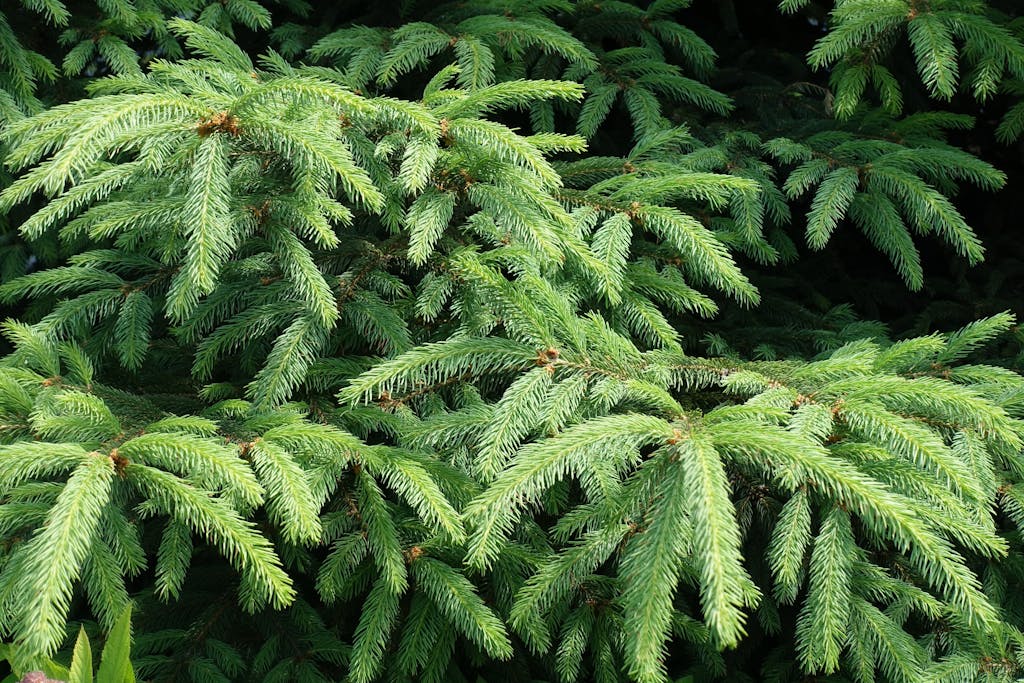 juletræ guide udseende rødgran grantræ grene