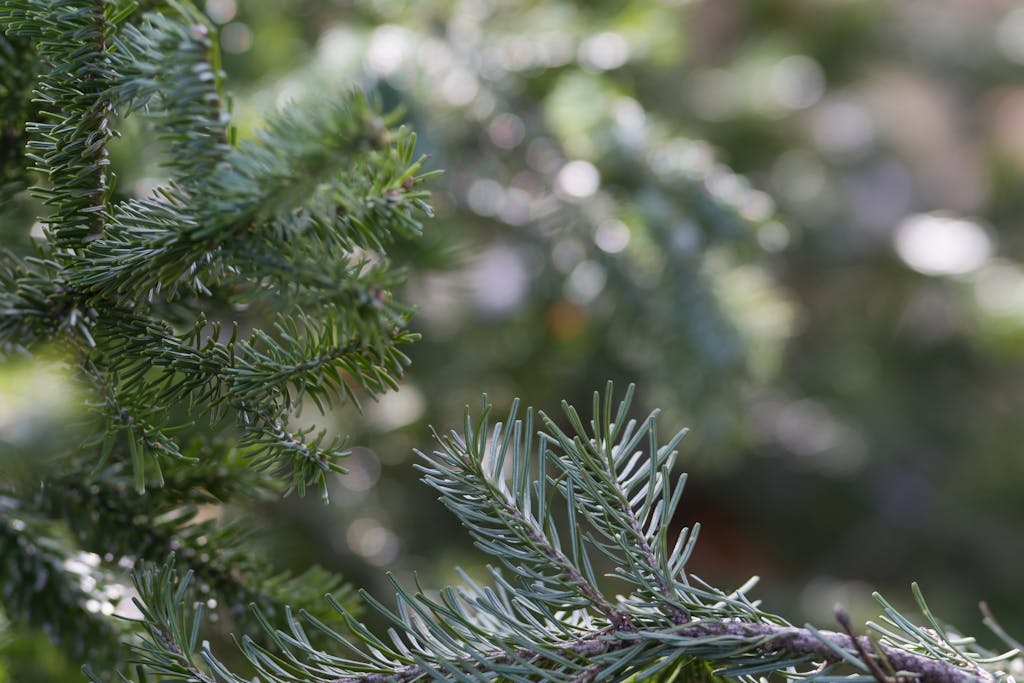 juletræ guide udseende søvlgran nobilis grene