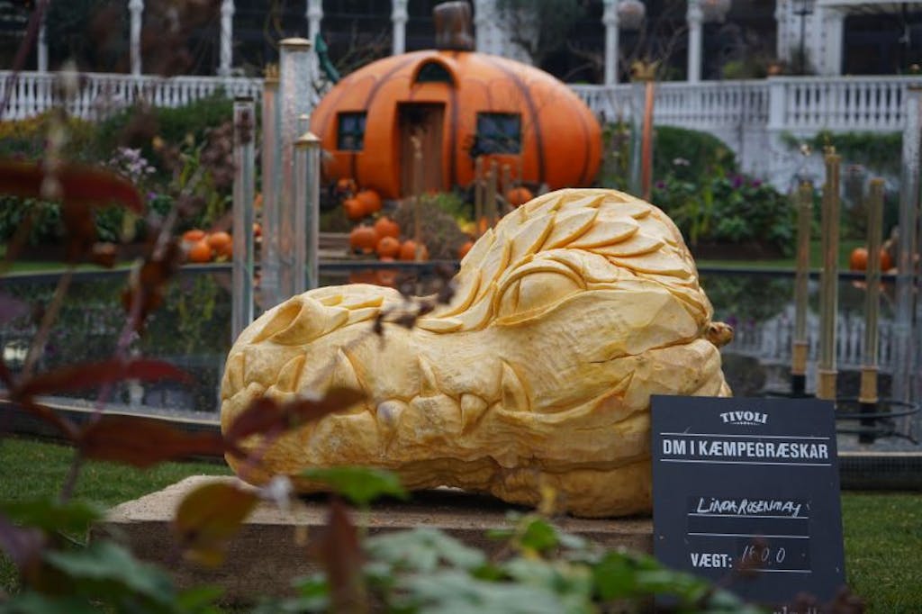 DM i kæmpegræskar i tivoli