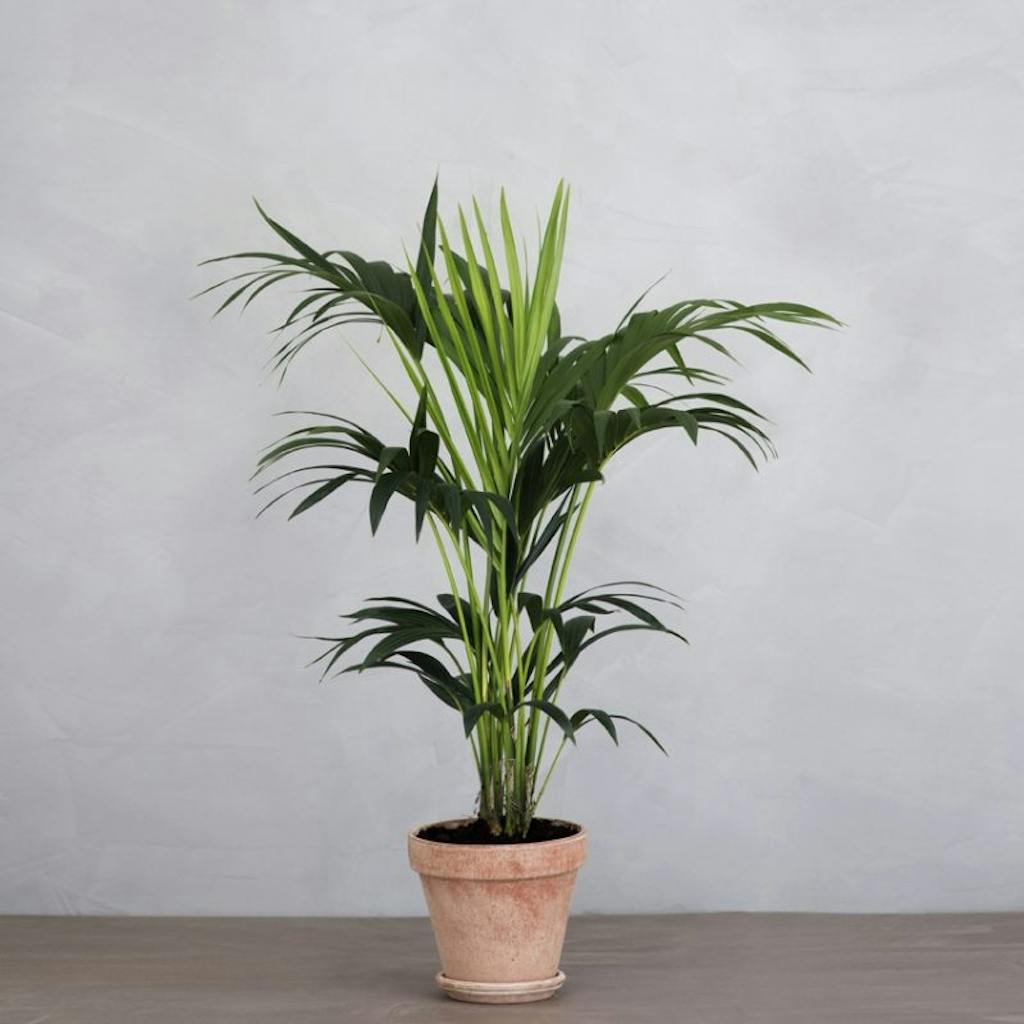 kentia palme stue palme plante indenførs greenify