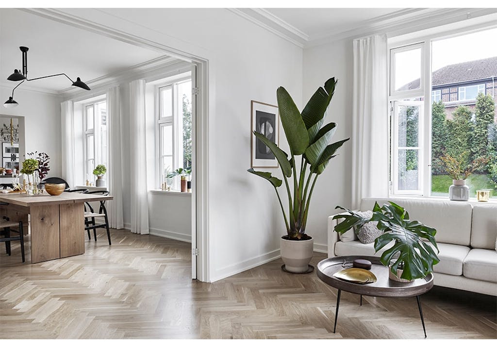 fiskebensparkett og grønne planter