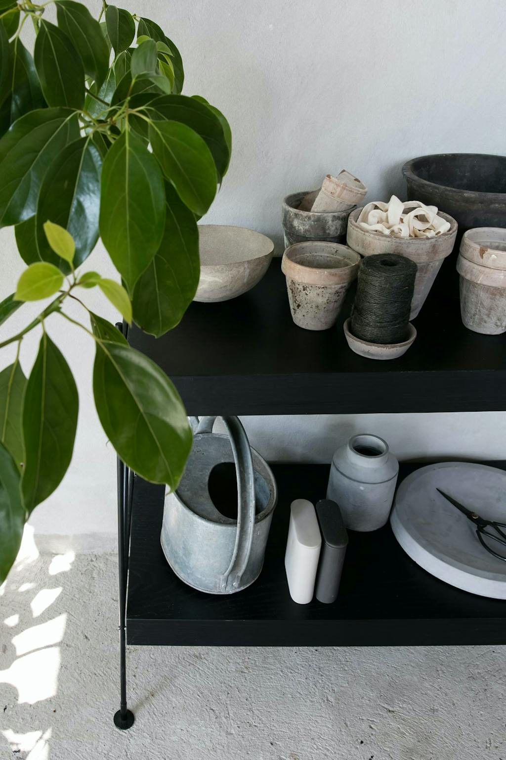 Orangeri-stemning med grønne planter