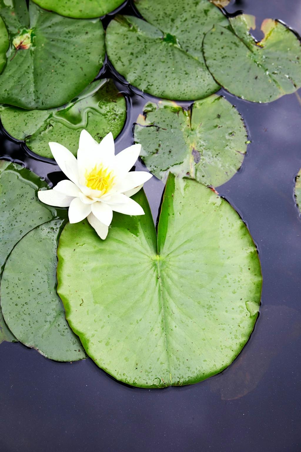 3. Velg planter med alle sansene