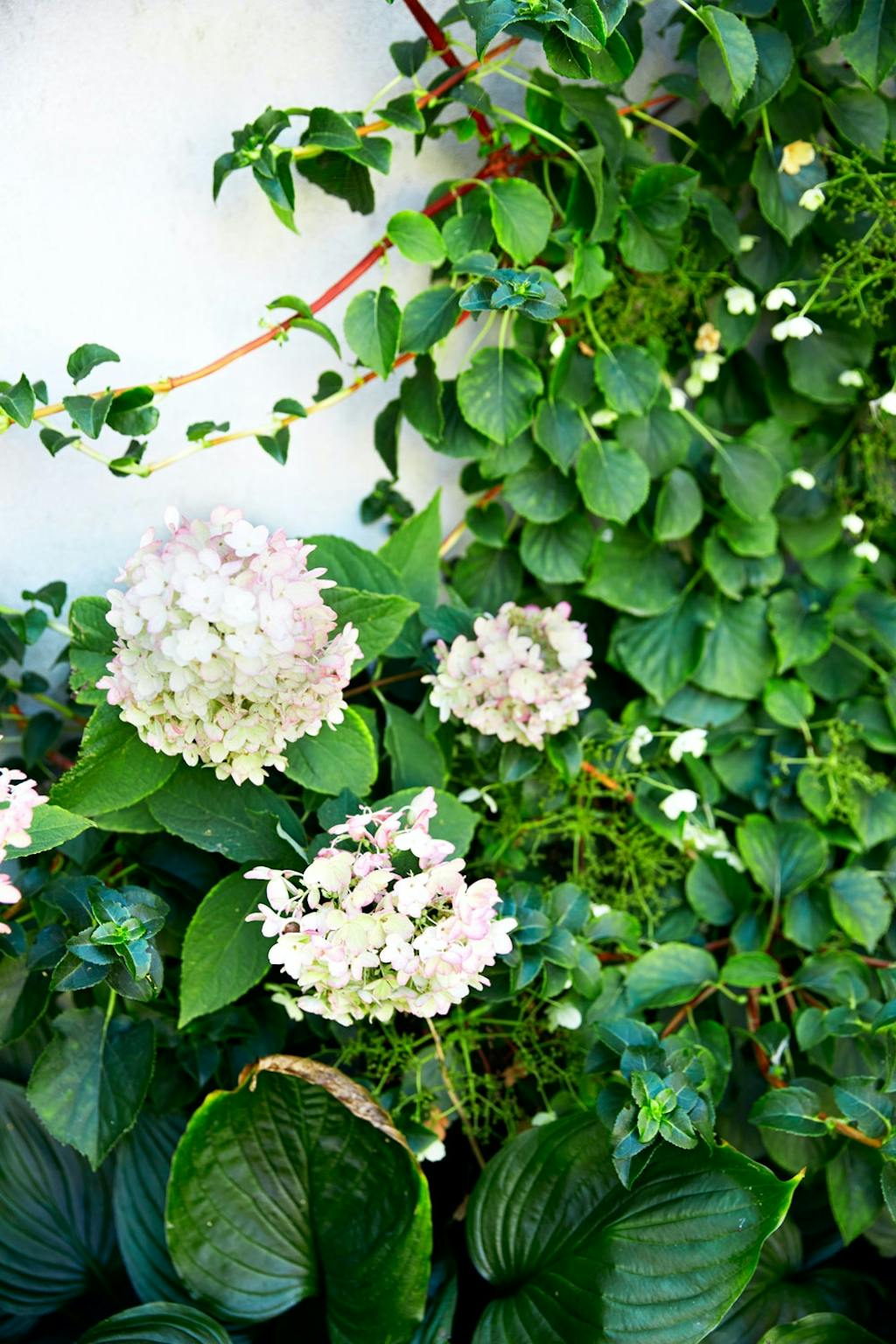 En vakker hortensia tåler mye