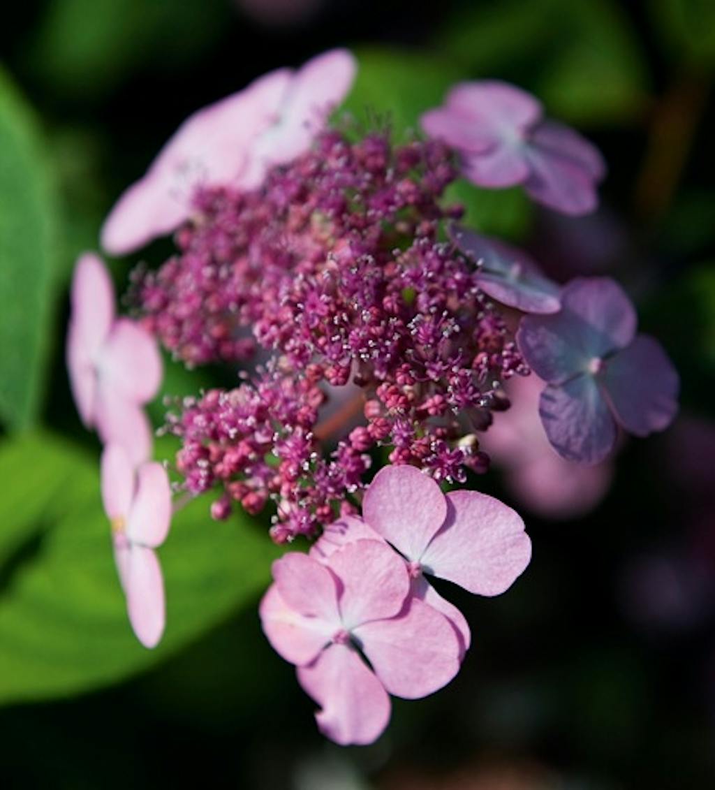 Vintervakre blomsterstander