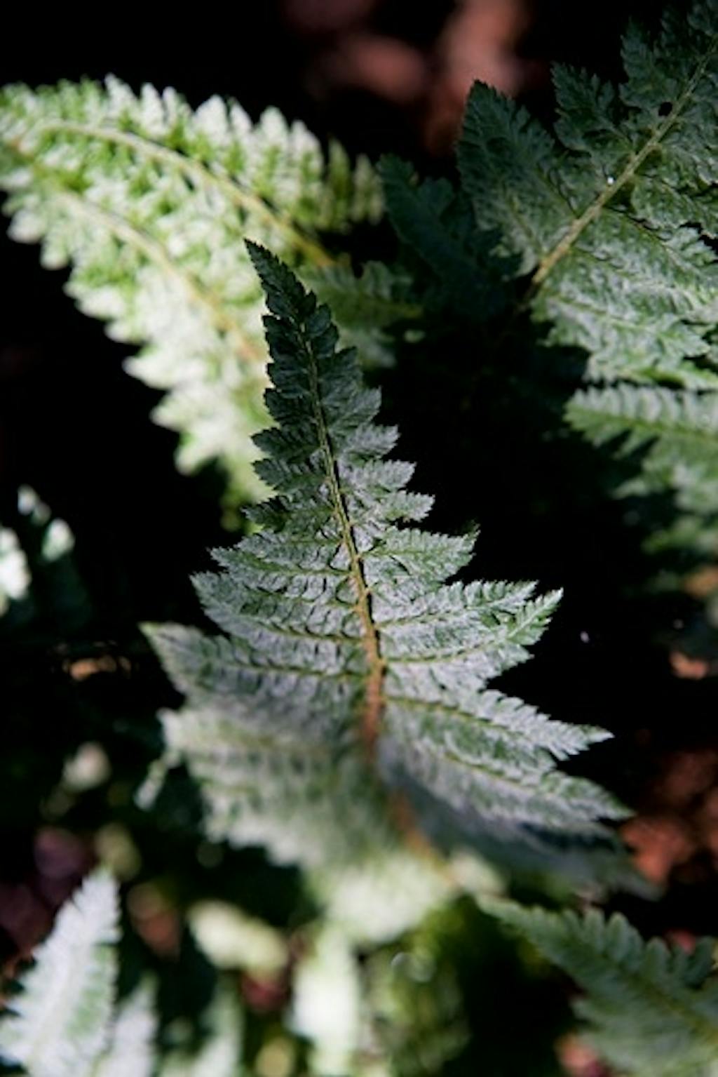 Bunndekkende bregner