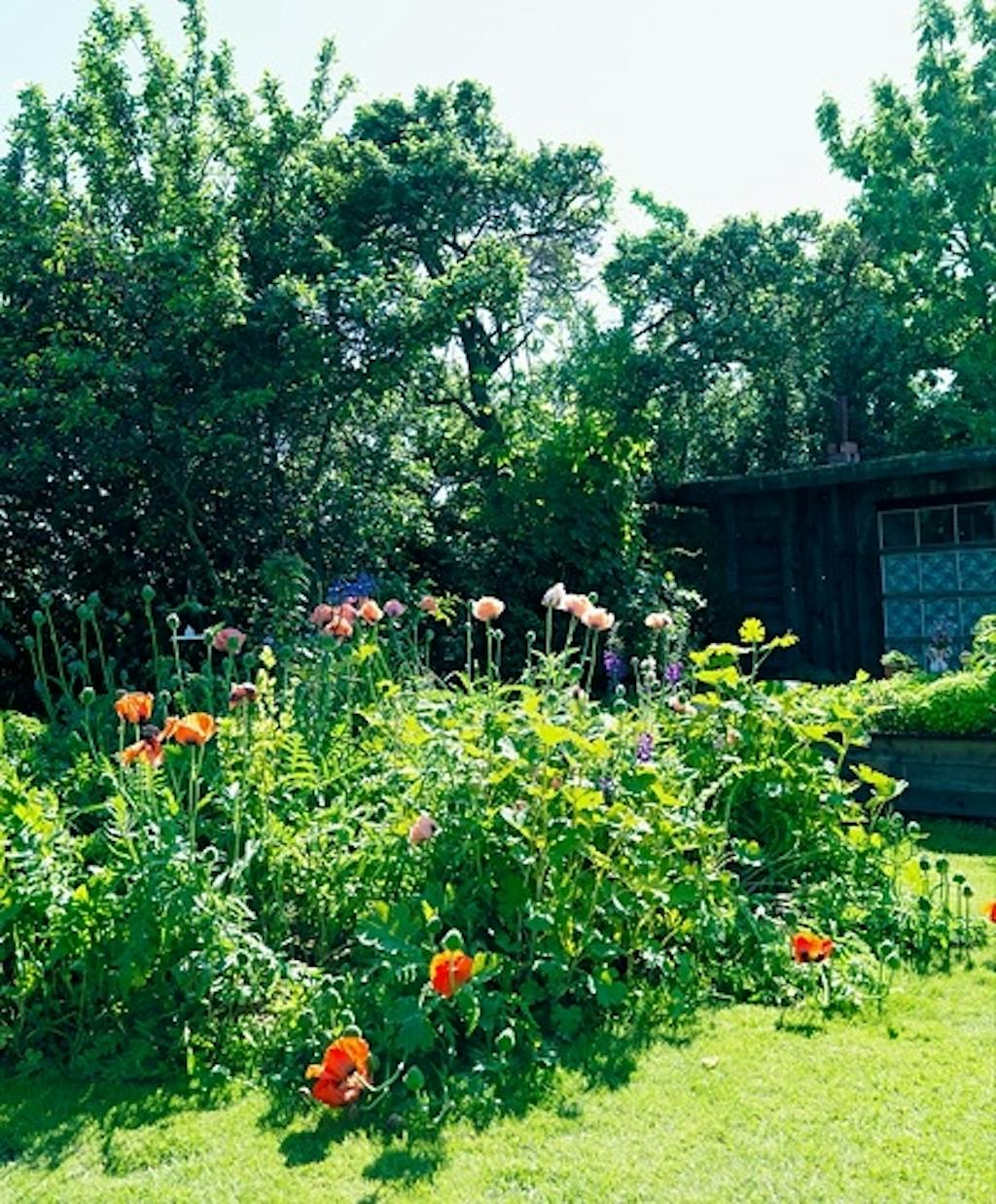 Viltvoksende valmuer