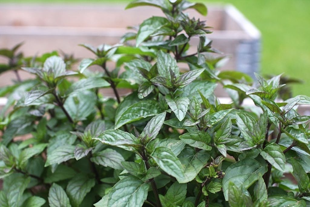 Hold kontroll på mynten