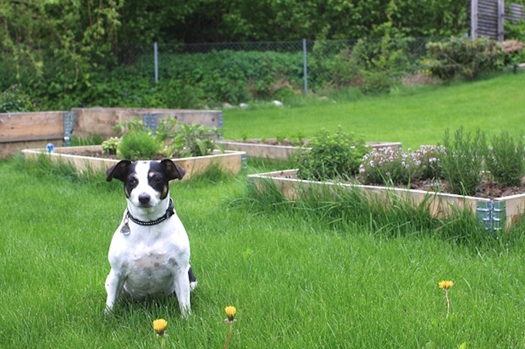 Tråkket i oreganoen