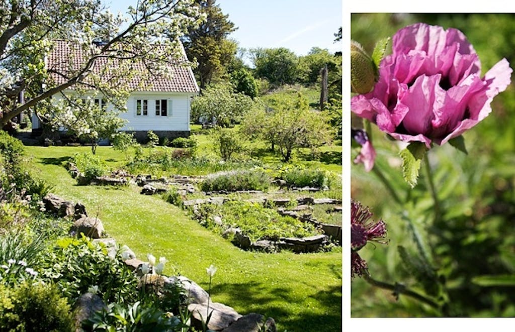 Lever av det grønne