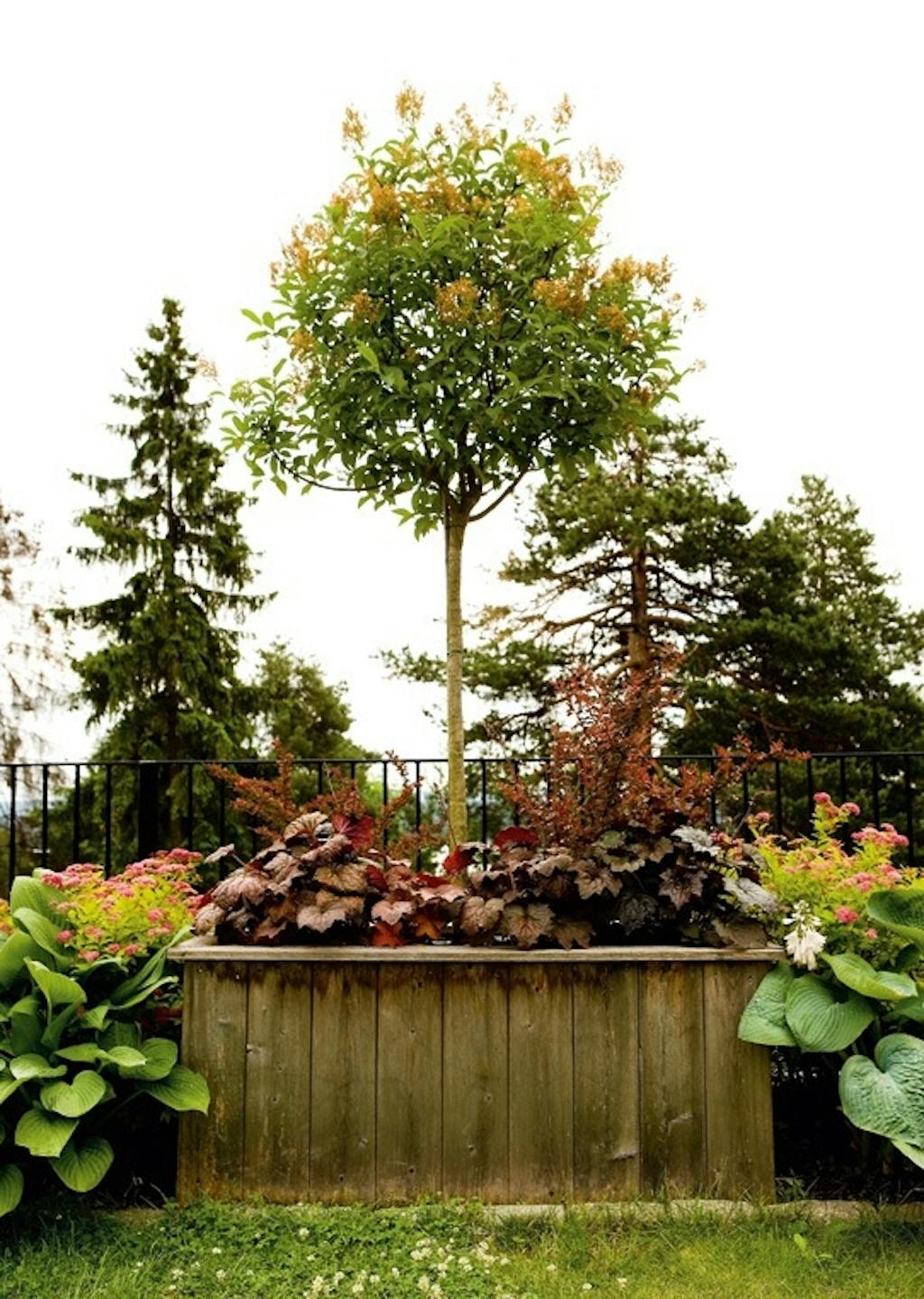 Plant busker i kasser