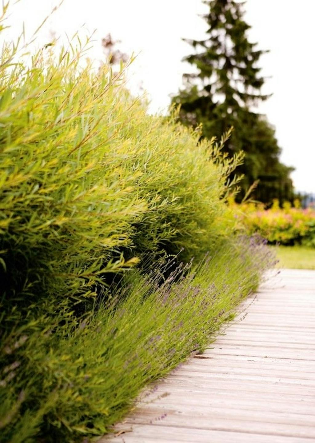 Lavendel som overgangsplante