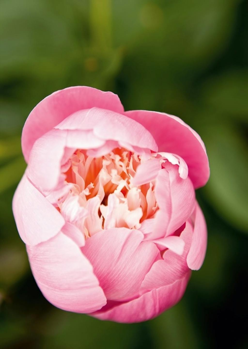 Rosa gjennomgangsfarge