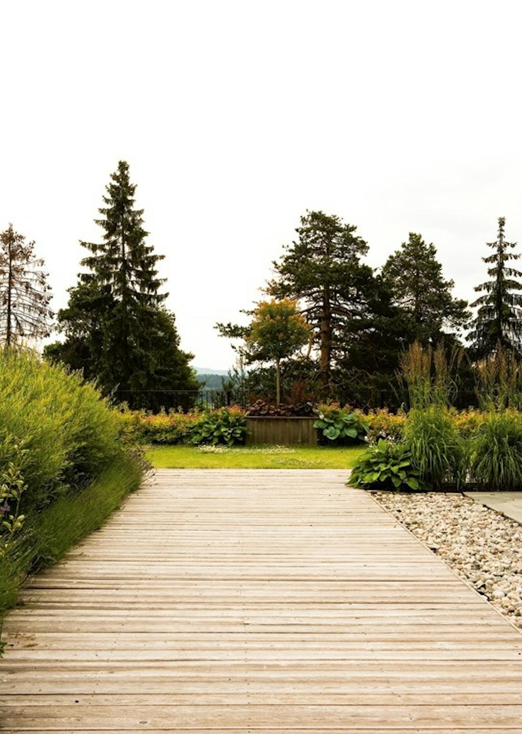 Sibirsk lerk i hagen