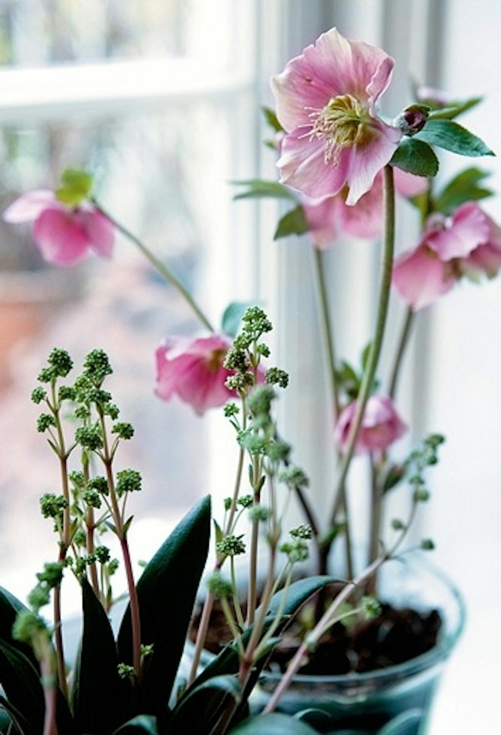 Spennende juleblomst