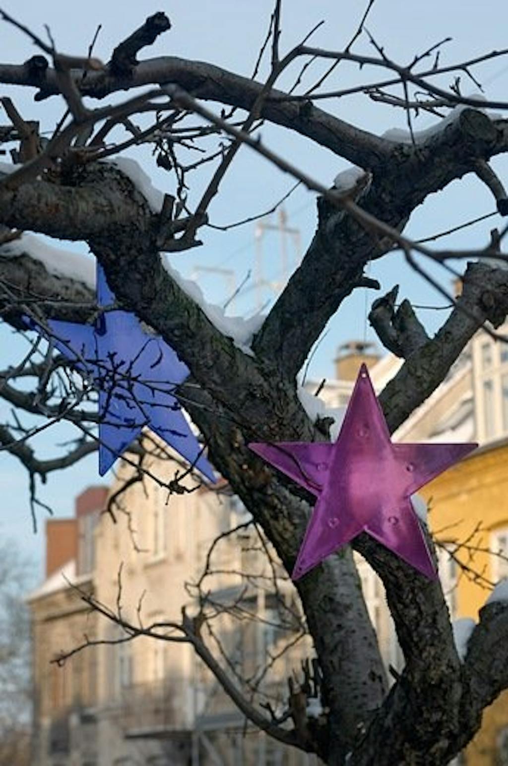 Julestjerner i epletreet