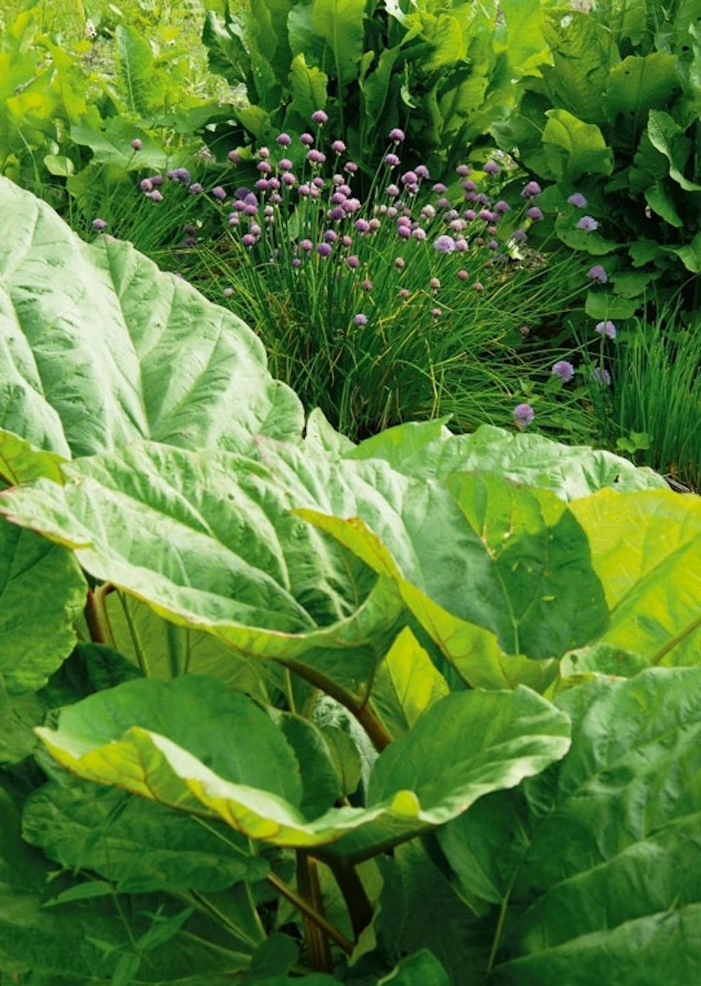 Gressløk og rabarbra