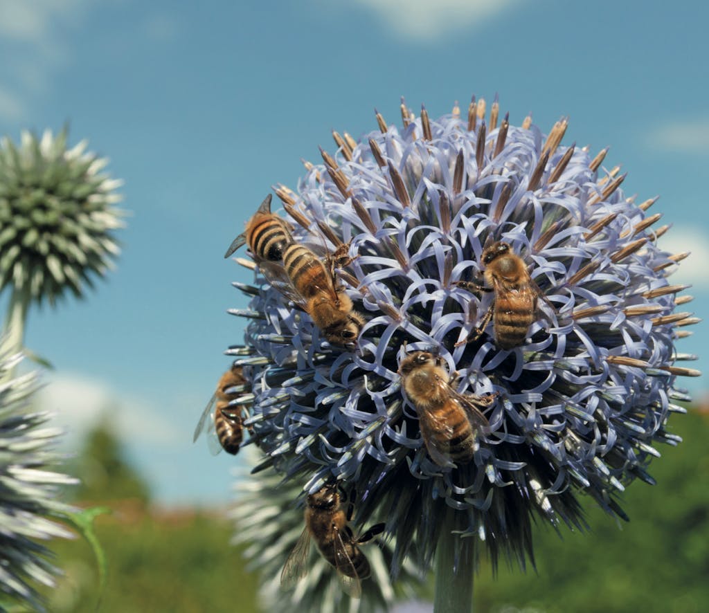 Bier i agapenthus blomst