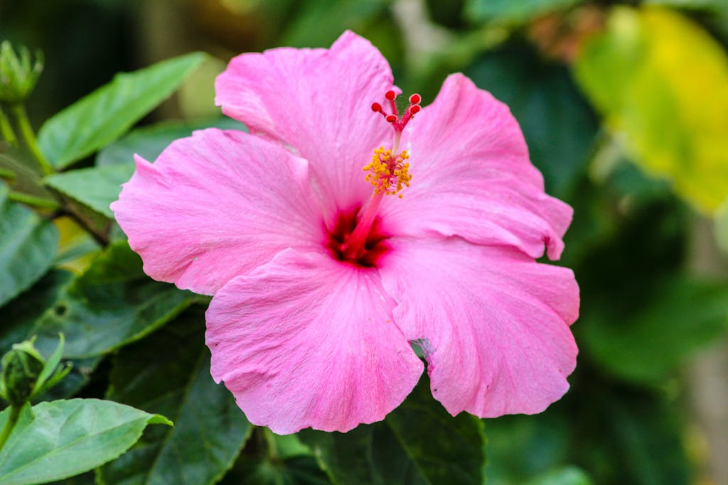 Hibiskus