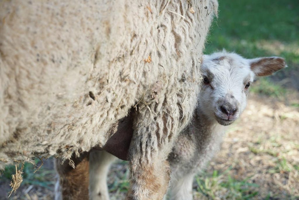 Påske på Frilandsmuseet