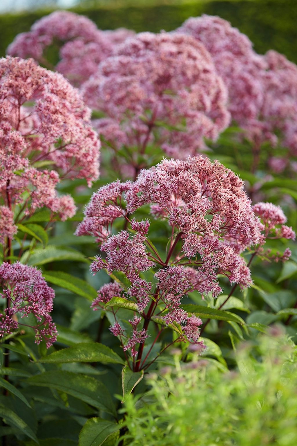 Garten Hummelo