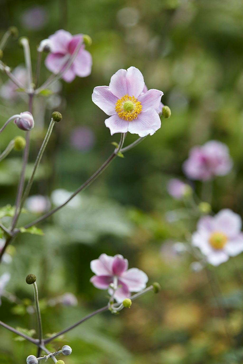 Garten Hummelo