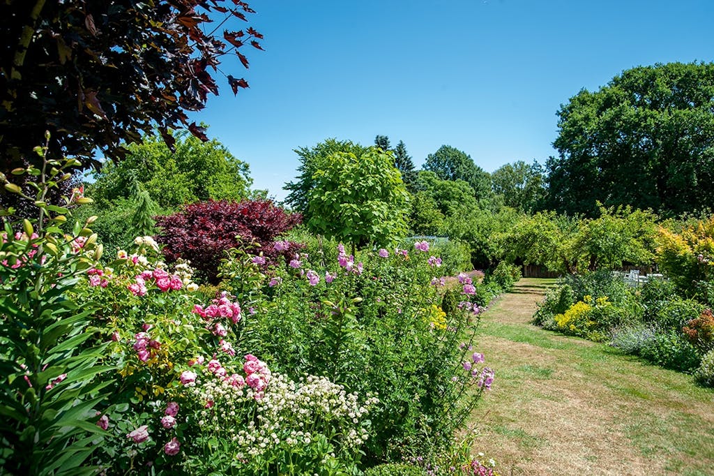 Rosenbuske have grøn oase frugttræer blomsterbede