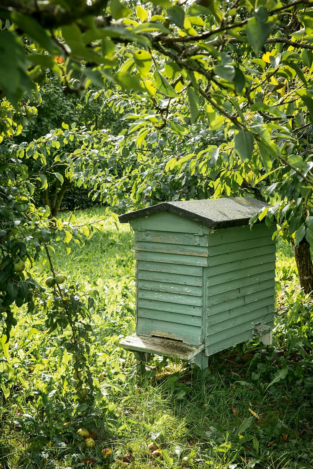 biavler honning biodiversitet æbletræer