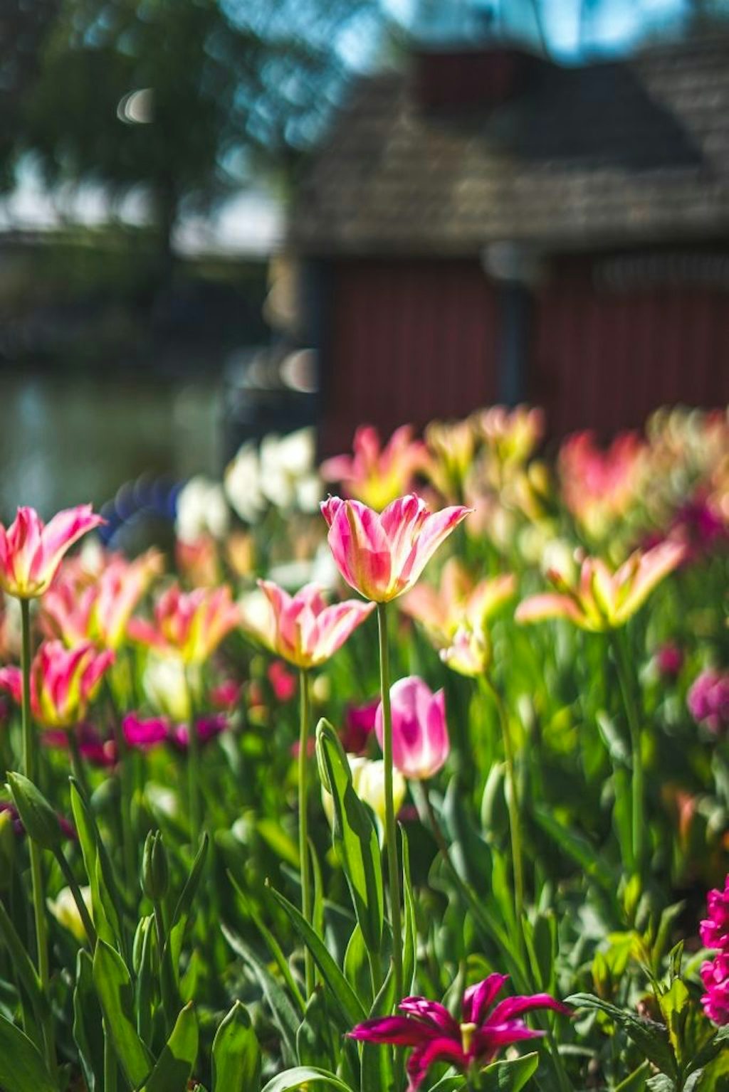 tivoli-tulipaner-i-tivoli-31044 Tivoli tulipaner