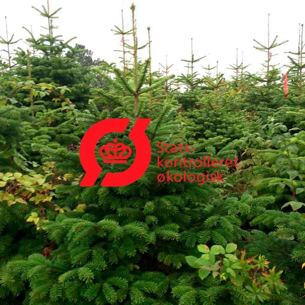 økologisk mærket juletræer