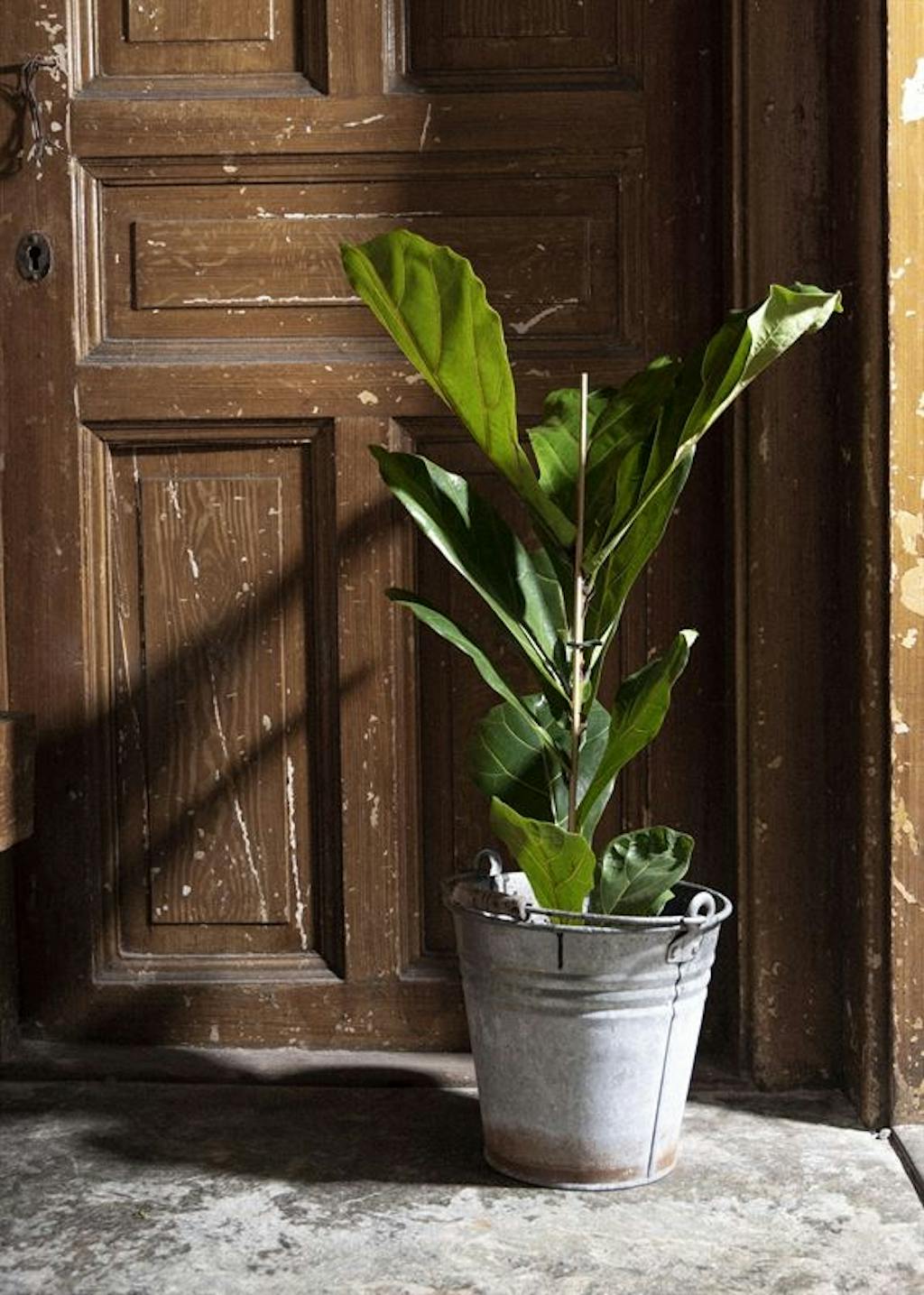 Grøn og dekorativ plante