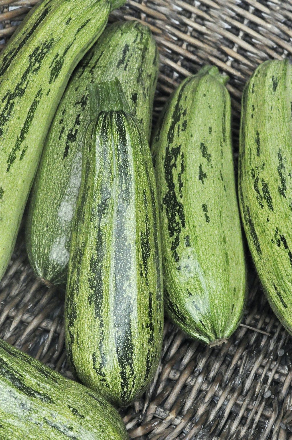 frøbutikken_casertacourgette