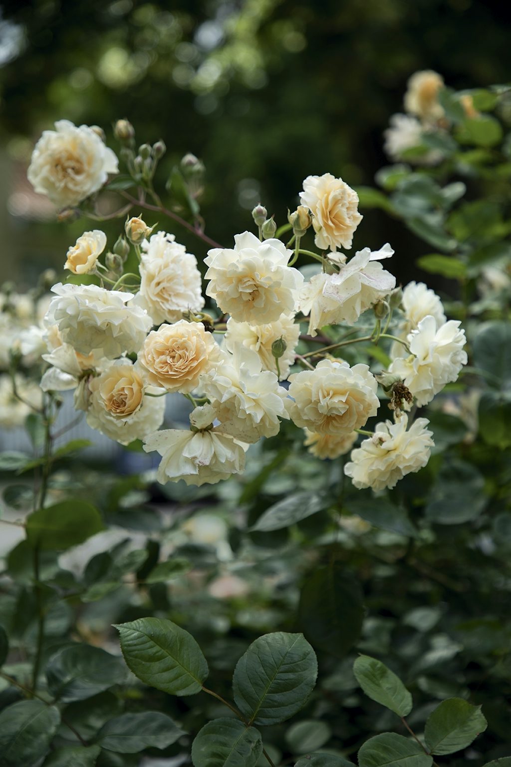 041rosenhaven_@StineChristiansen_NG2