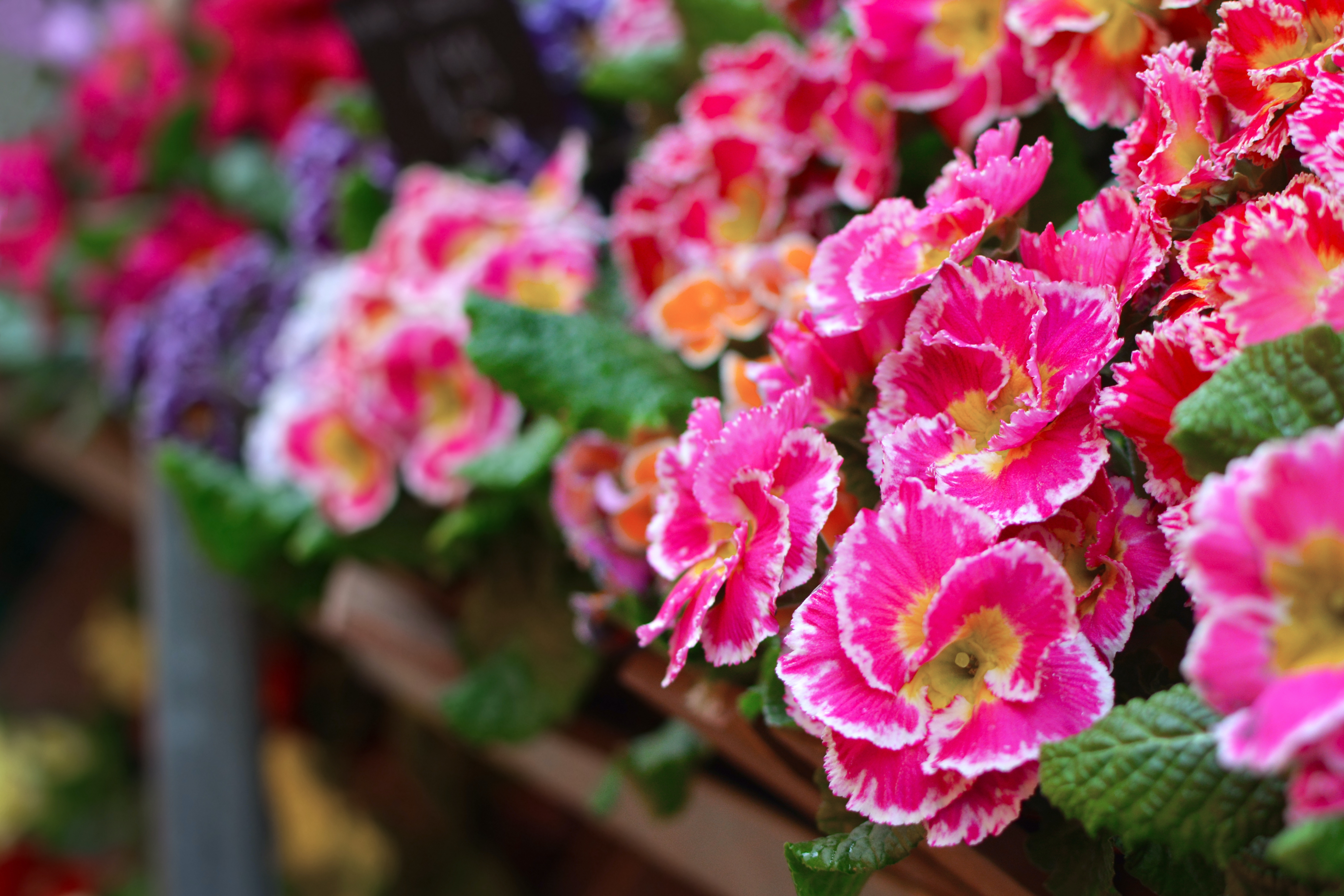 5 Planter Og Blomster Som Egner Sig Til Altanen | Bobedre.dk