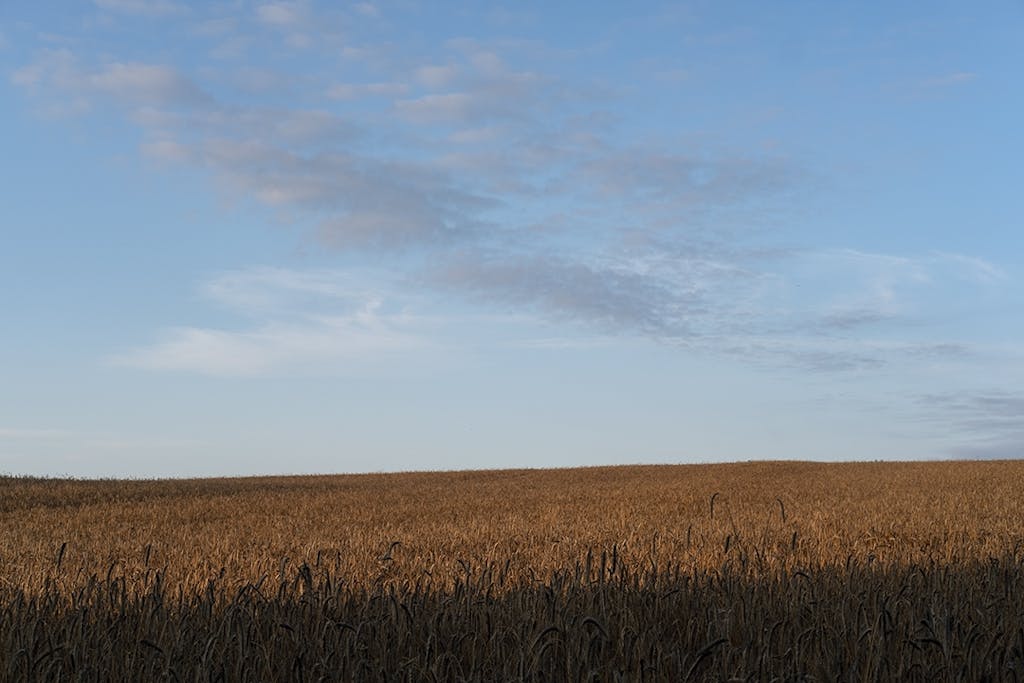 Natur idyl ved Limfjorden Natur idyl ved Limfjorden