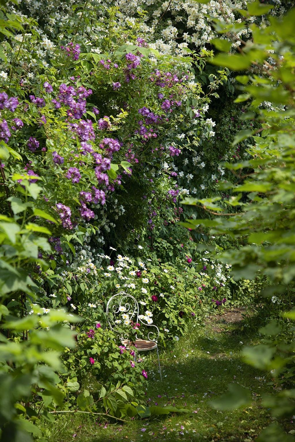 Smukke, farverige blomster i en byhave i København