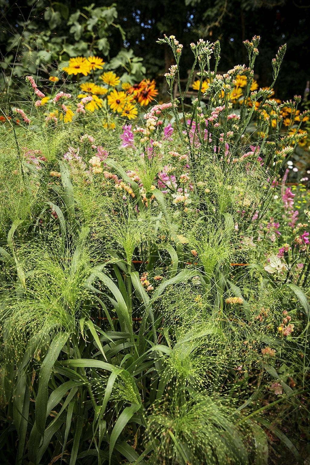 De snijtuin is aangelegd in op kleur afgestemde rijen in een waaiervorm De snijtuin is aangelegd in op kleur afgestemde rijen in een waaiervorm
