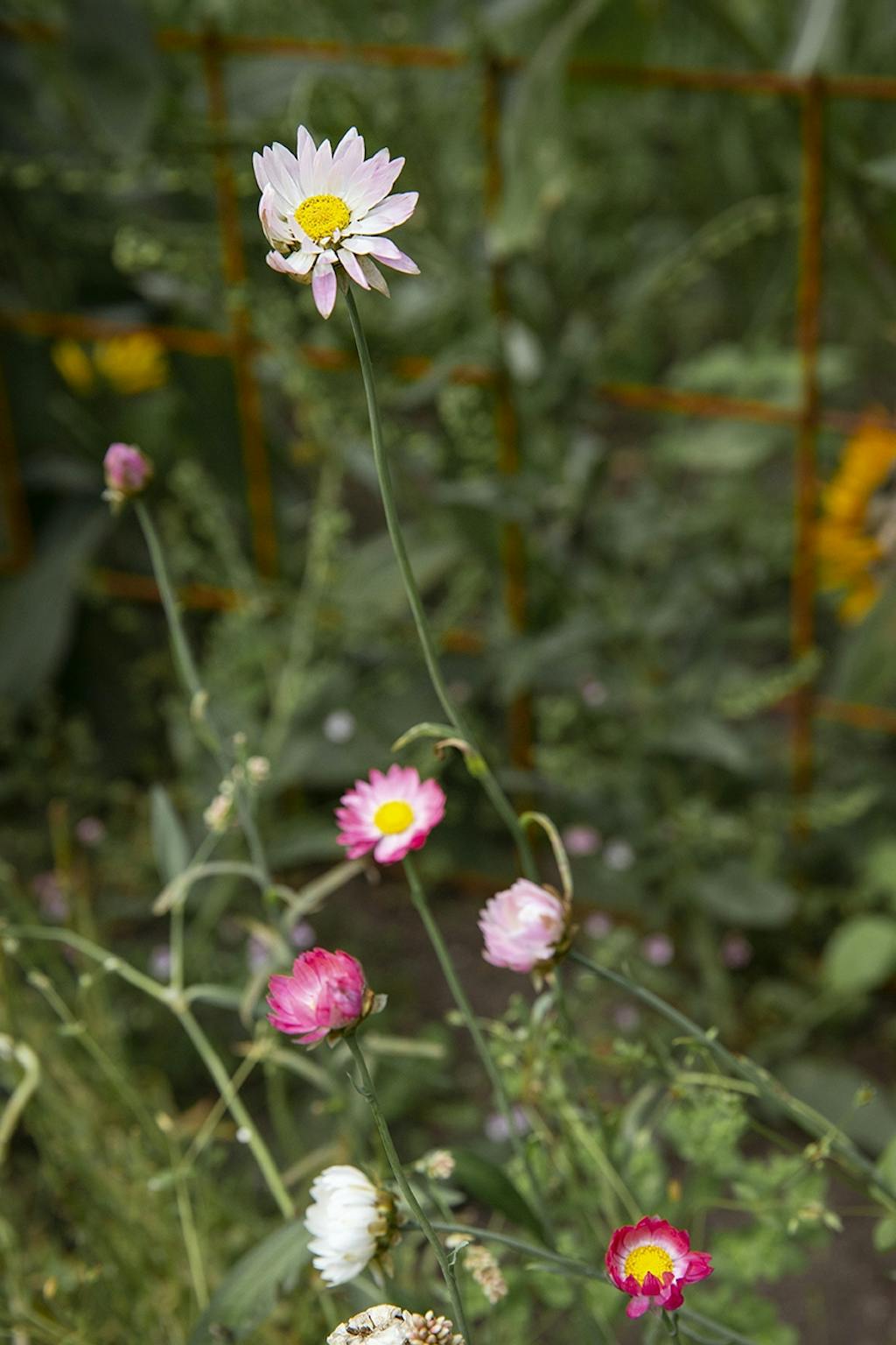 Evighedsblomster Evighedsblomster