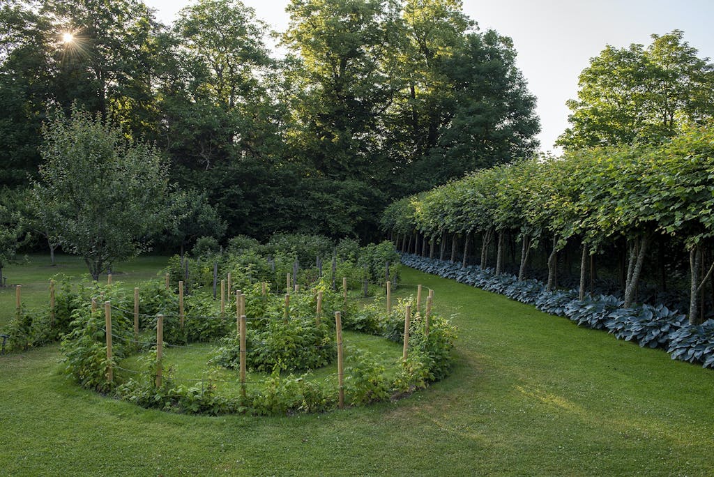 To spiralformede hindbærbeplantninger. To spiralformede hindbærbeplantninger.