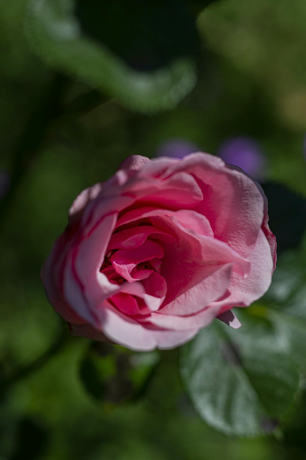 Heidi Klum-rosen Heidi Klum-rosen