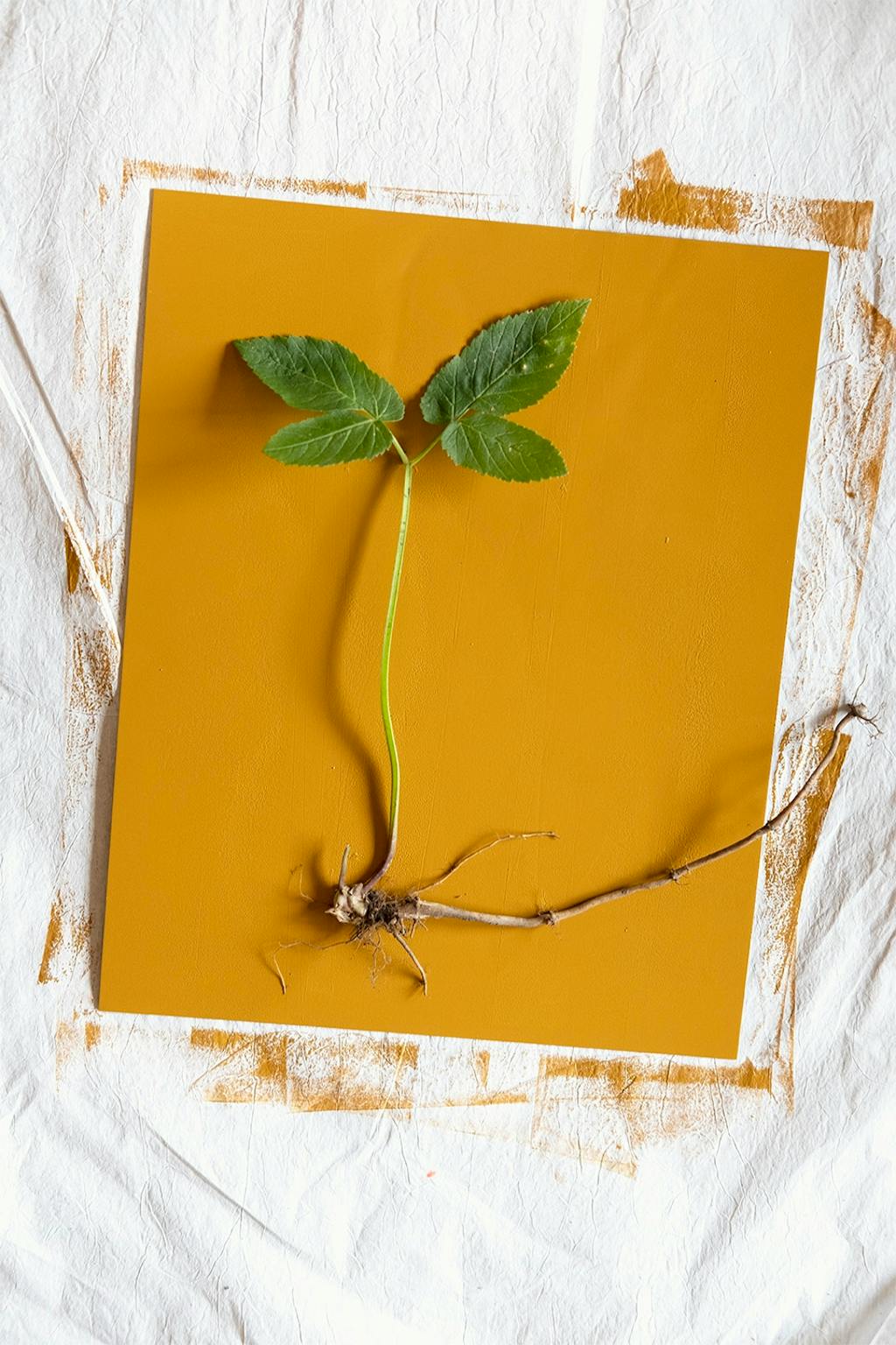 Gulerodsplante på metalplade