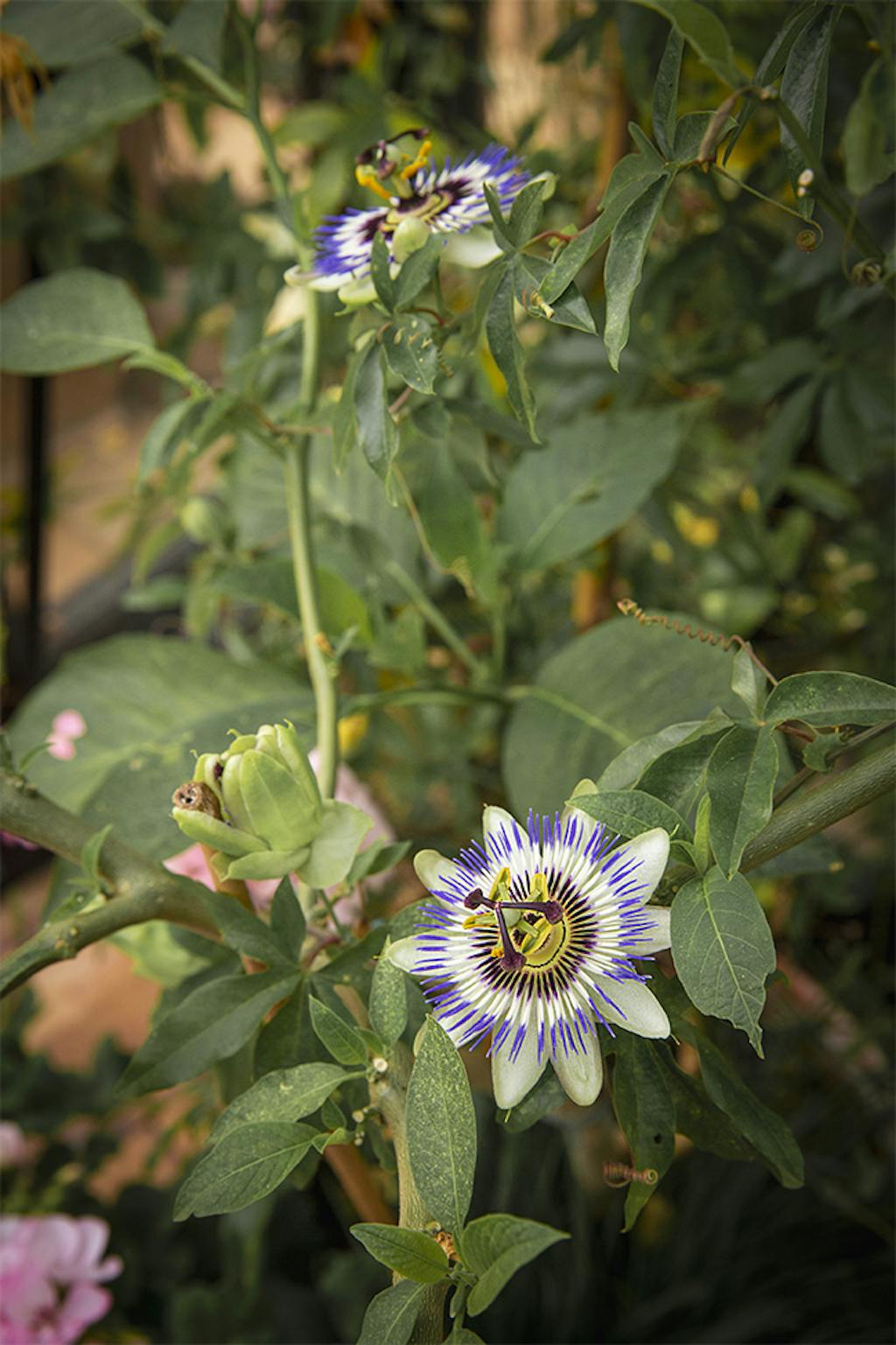 pasjonsblomsten (Passiflora caerulea)