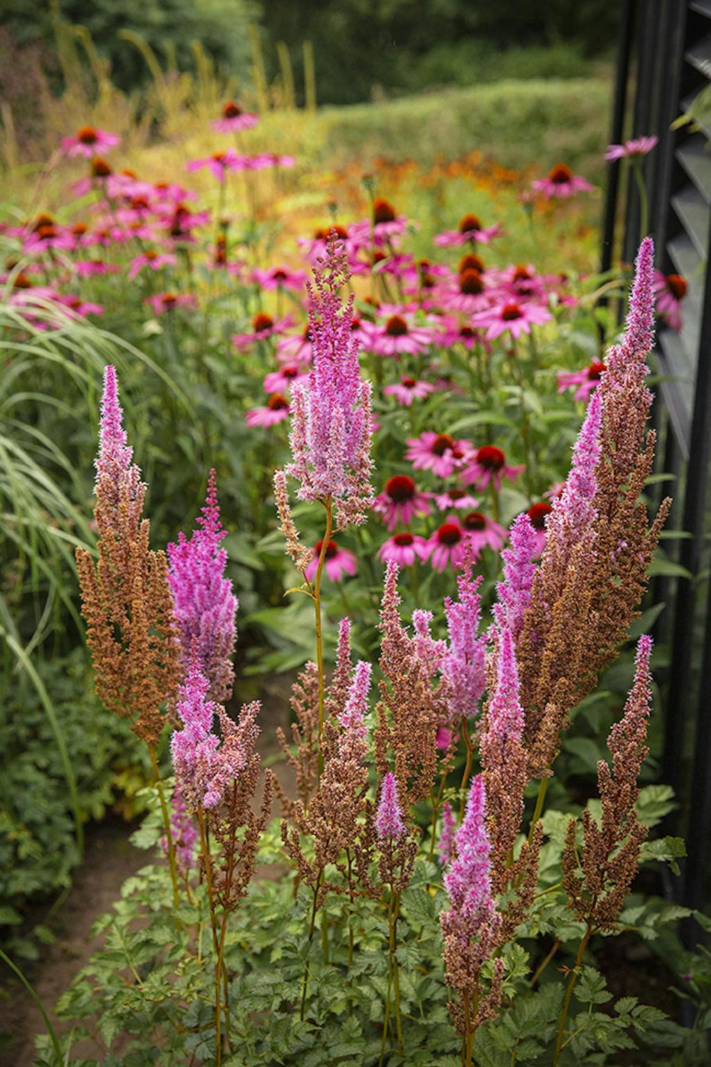 Rød solhatt og kinaspir