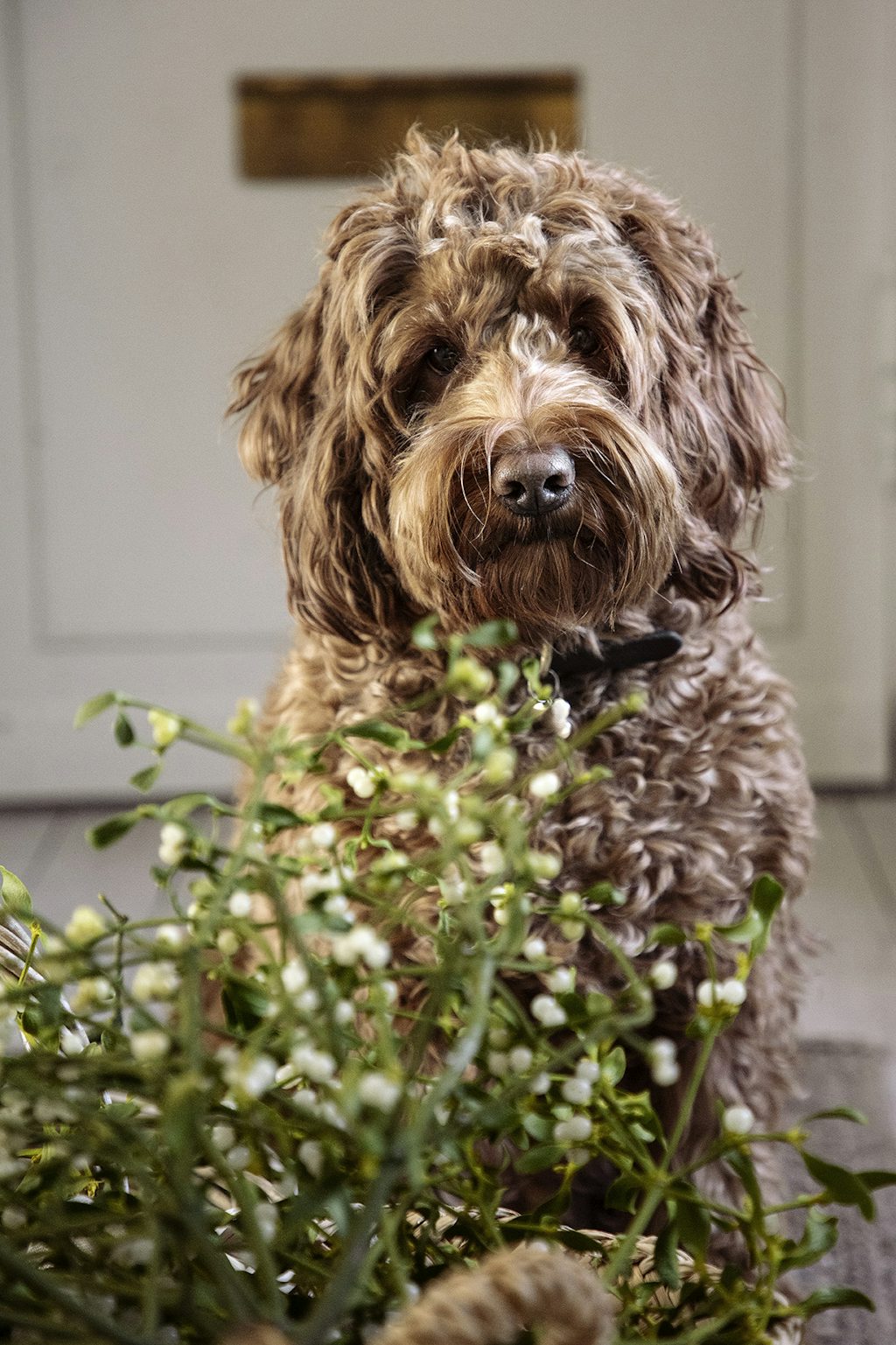 Familiens hund Pelle Familiens hund Pelle