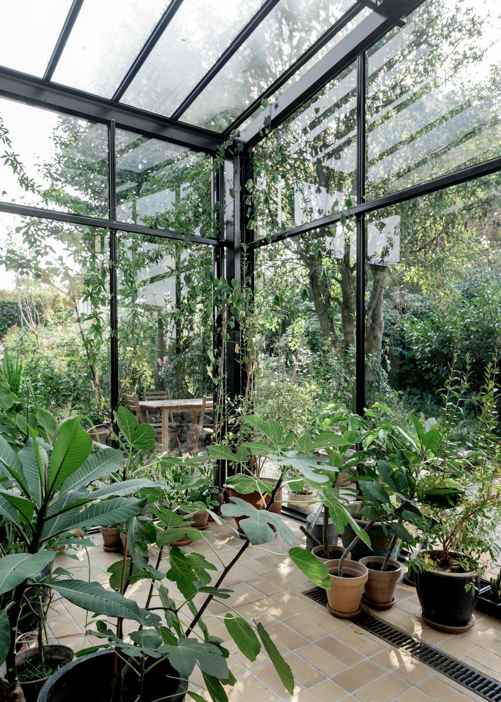 kamerkas moderne planten