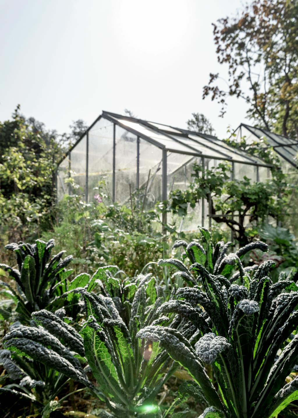 groene huis zwarte kool